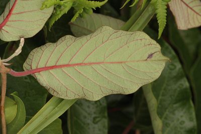 Tacazzea apiculata, photographed by Robert Taylor