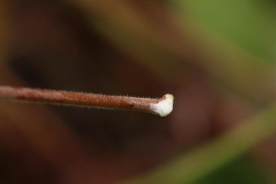 Tacazzea apiculata, photographed by Robert Taylor