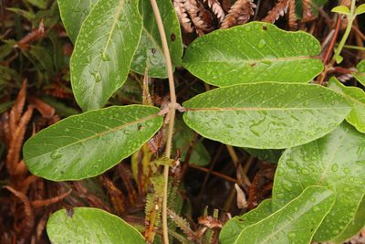 Tacazzea apiculata, photographed by Robert Taylor