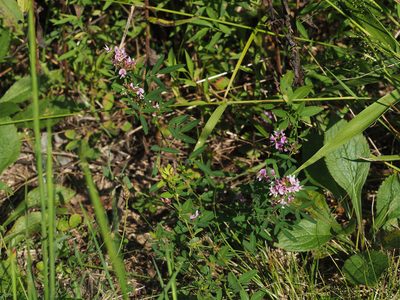 Lespedeza virginica, photographed by mefisher