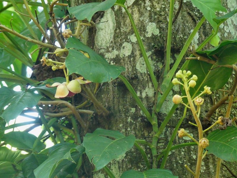 Couroupita guianensis, photographed by Guillaume Delaitre