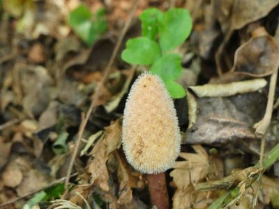 Helosis cayennensis, photographed by Guillaume Delaitre