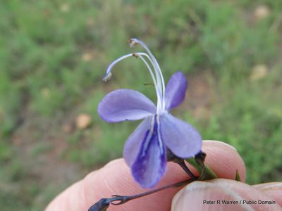 Rotheca louwalbertsii, photographed by Peter Warren