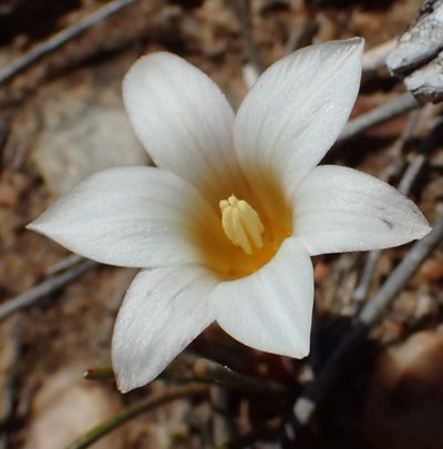 Romulea toximontana, photographed by Nicola van Berkel
