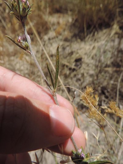 Psoralea uncinata, photographed by Jacques van der Merwe