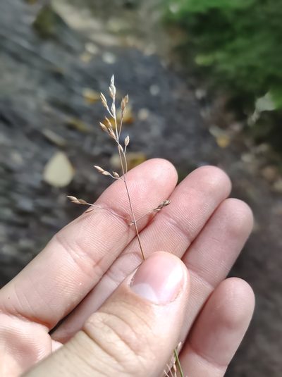 Poa glauca, photographed by Marc-Aurèle Vallée