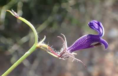 Lobelia linearis, photographed by Nicola van Berkel
