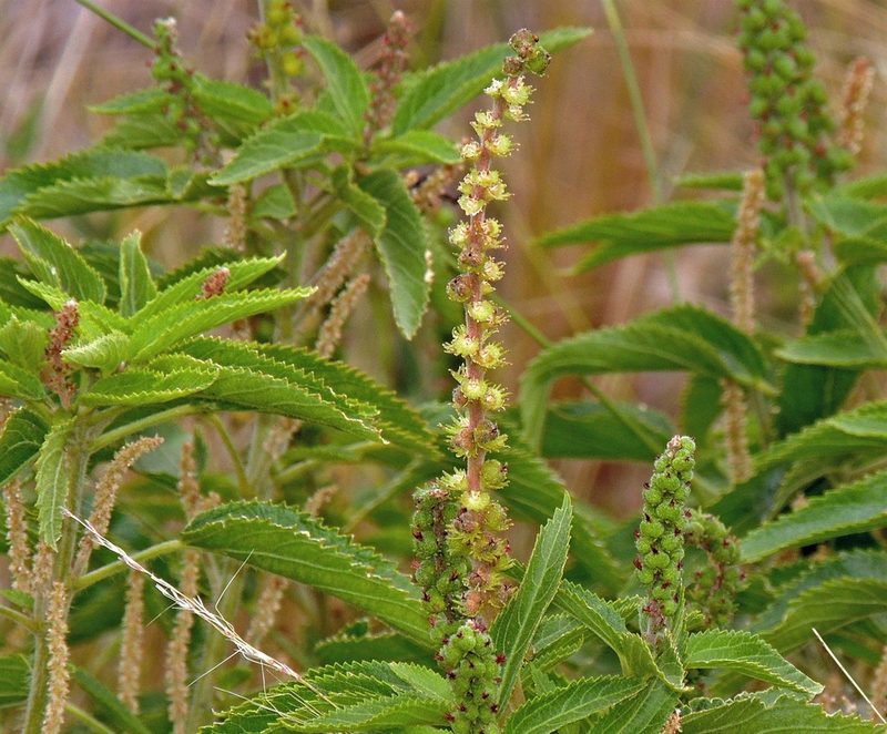 Acalypha communis, photographed by Hugo Hulsberg