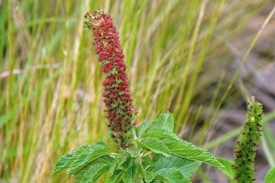 Acalypha communis, photographed by Hugo Hulsberg