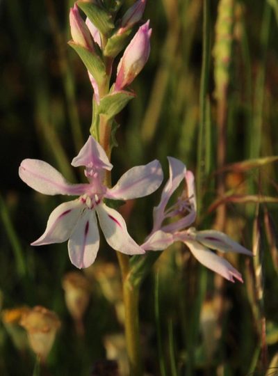 Lapeirousia divaricata, photographed by Tony Rebelo