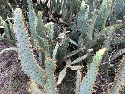 Opuntia lindheimeri, photographed by Naturalista