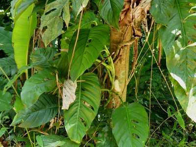 Monstera adansonii, photographed by Guillaume Delaitre