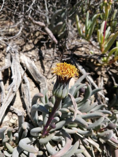 Senecio acaulis, photographed by Danie Palm