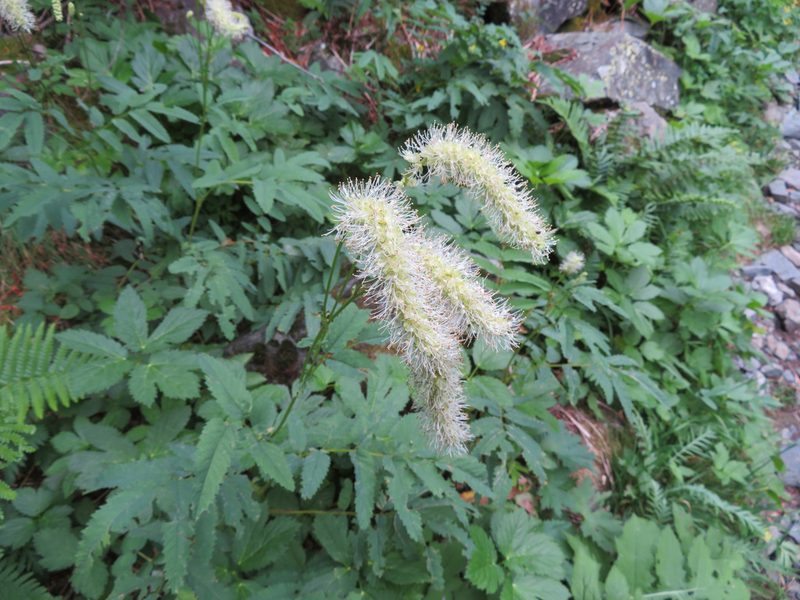 Sanguisorba dodecandra, photographed by Marco Mussita