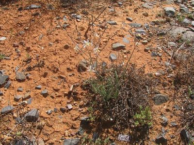Trachyandra jacquiniana, photographed by douglaseustonbrown