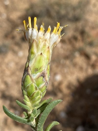 Pteronia hutchinsoniana, photographed by Dave U
