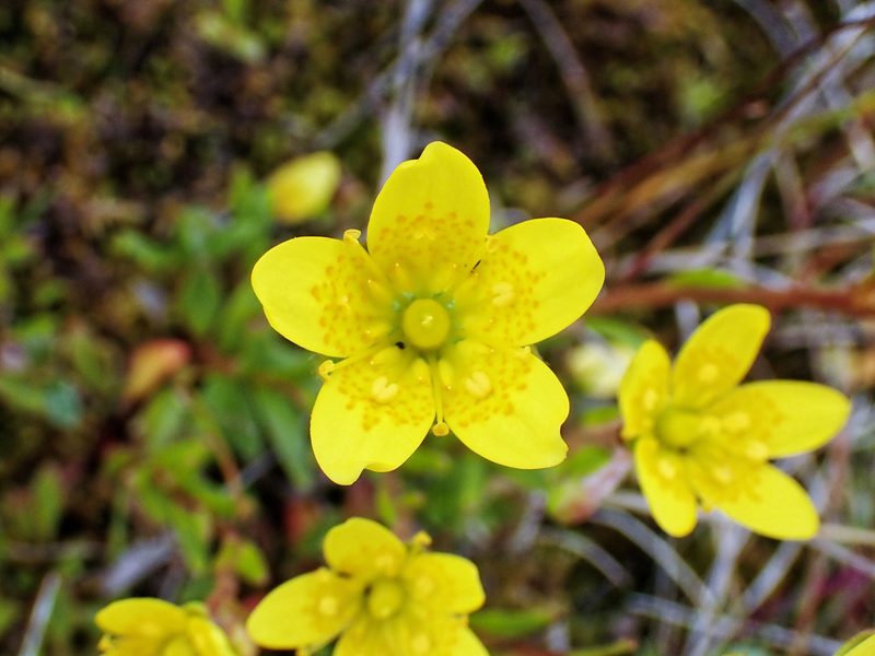 Saxifraga hirculus, photographed by Donald Davesne