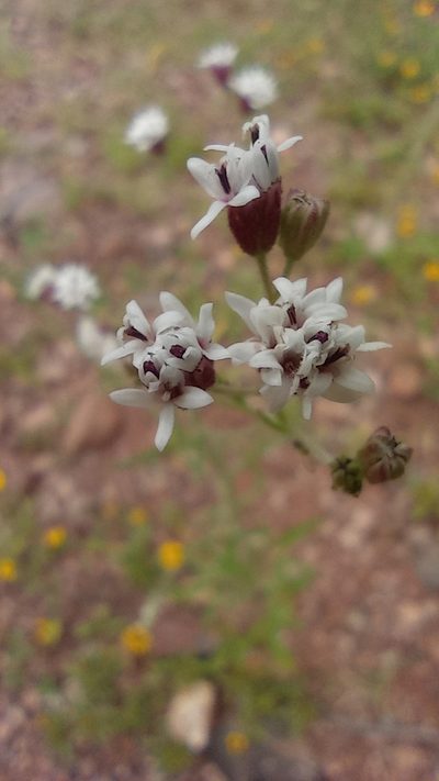 Florestina pedata, photographed by Adabelle