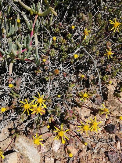 Senecio abbreviatus, photographed by Danie Palm
