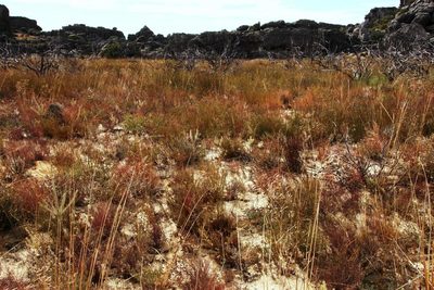 Leucadendron concavum, photographed by Tony Rebelo