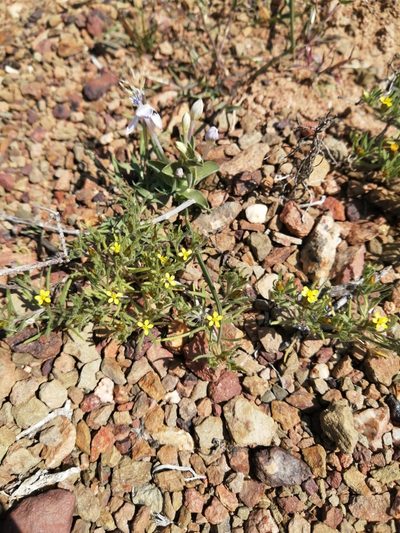 Rhynchopsidium sessiliflorum, photographed by Danie Palm