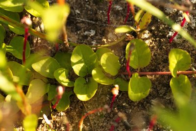 Oxybasis glauca, photographed by Вячеслав Юсупов