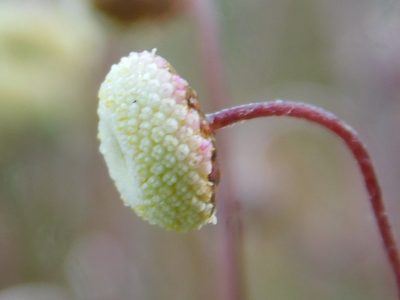 Cotula ceniifolia, photographed by Klaus Wehrlin