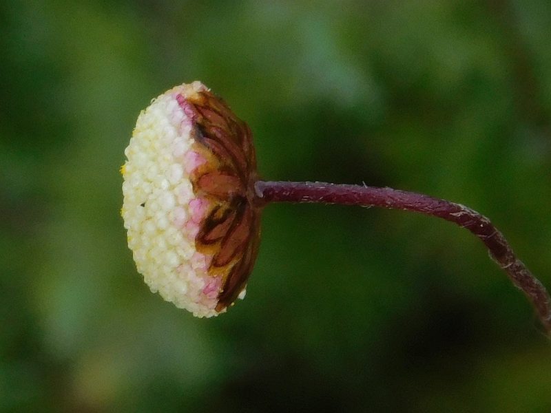 Cotula ceniifolia, photographed by Klaus Wehrlin