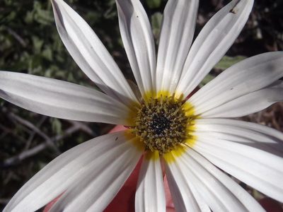 Arctotis pinnatifida, photographed by Nicola van Berkel