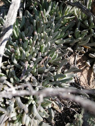 Senecio acaulis, photographed by Danie Palm