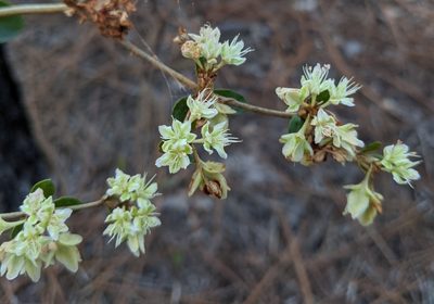 Eriogonum tomentosum, photographed by Michael A. Alcorn