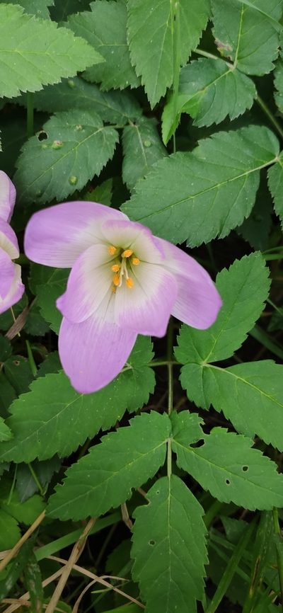 Colchicum speciosum, photographed by Denis Ibaev