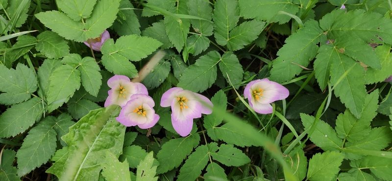 Colchicum speciosum, photographed by Denis Ibaev