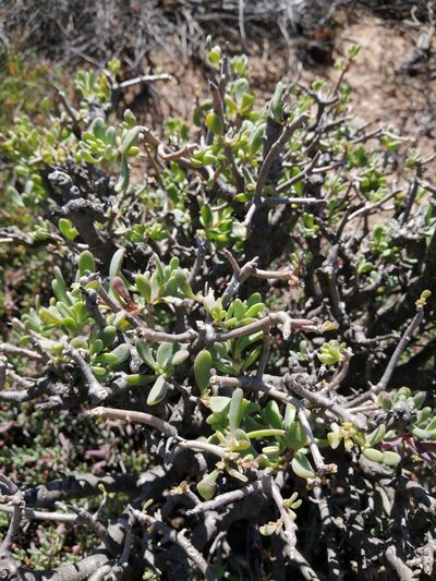 Othonna arbuscula, photographed by Danie Palm