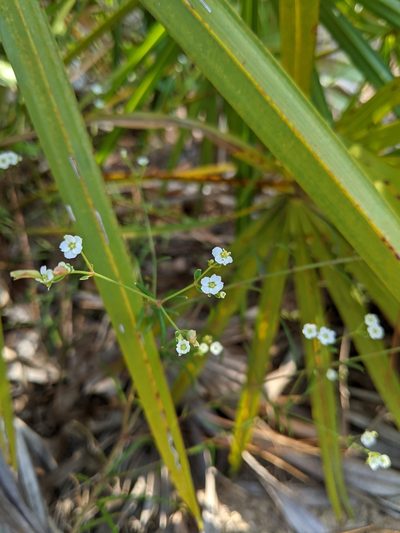Euphorbia discoidalis, photographed by Michael A. Alcorn