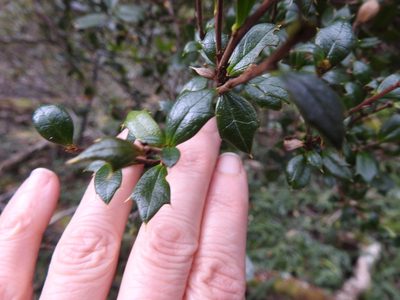 Berberis ilicifolia, photographed by María Regina Silva