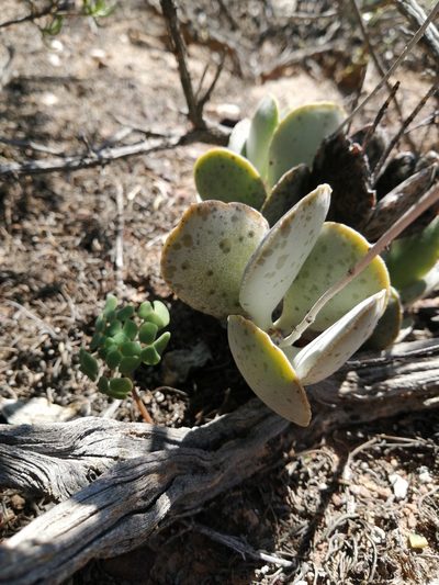 Adromischus maculatus, photographed by Danie Palm