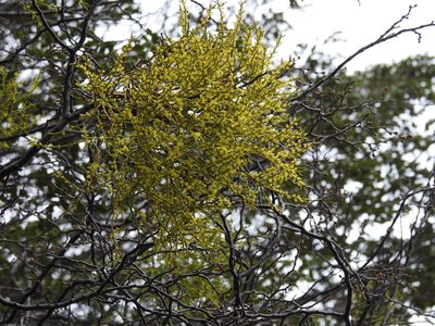 Misodendrum punctulatum, photographed by María Regina Silva