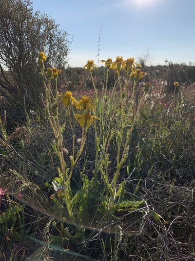 Senecio erosus, photographed by Dave Richardson