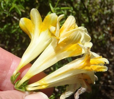 Freesia fergusoniae, photographed by Nicola van Berkel