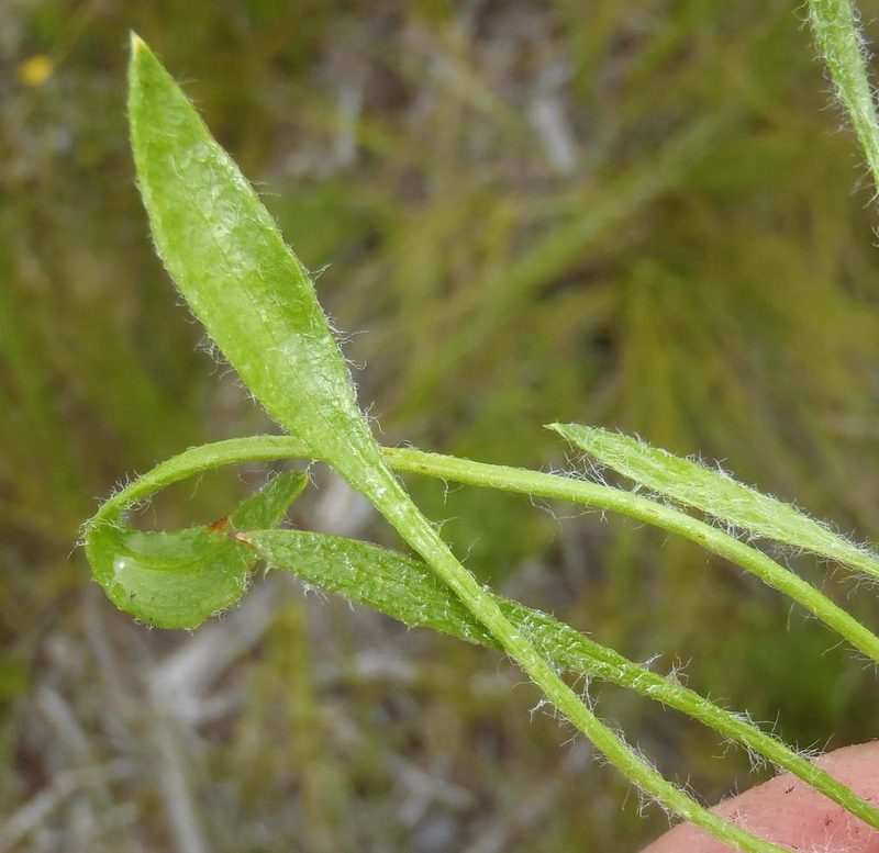 Centella longifolia, photographed by Nicola van Berkel