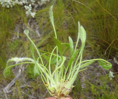 Centella longifolia, photographed by Nicola van Berkel
