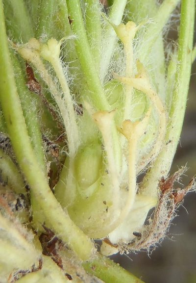 Centella longifolia, photographed by Nicola van Berkel