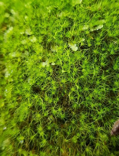 Dicranodontium denudatum, photographed by Helen Waterman