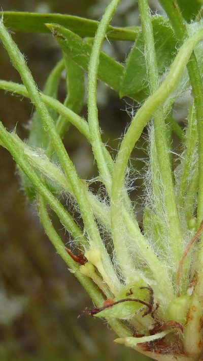 Centella longifolia, photographed by Nicola van Berkel