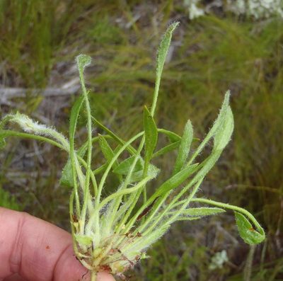 Centella longifolia, photographed by Nicola van Berkel