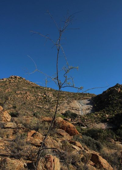 Lycium bosciifolium, photographed by Tony Rebelo