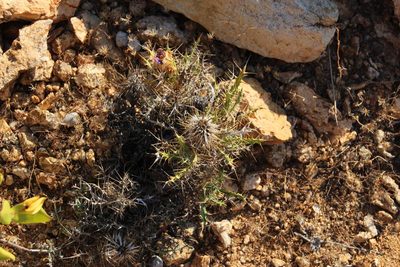 Acanthopsis horrida, photographed by Tony Rebelo
