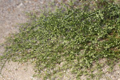 Trichogalium matthewsii, photographed by Steve Matson