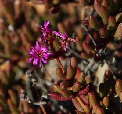 Ruschia viridifolia, photographed by Tony Rebelo